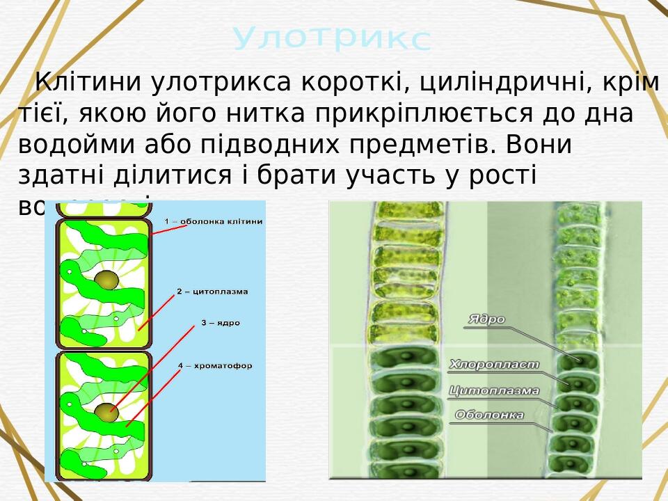 Улотрикс строение рисунок