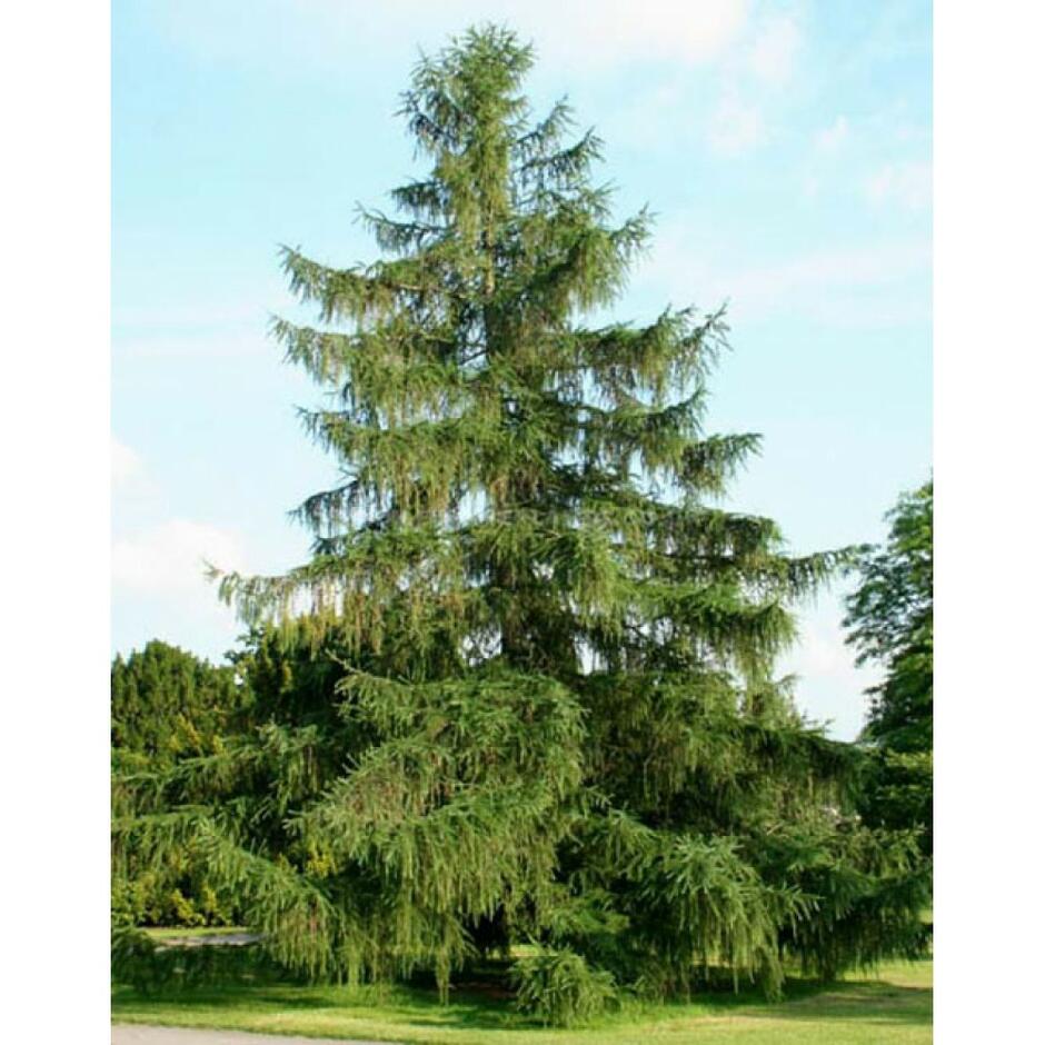 Модрина європейська - Larix decídua, купити в Києві. Доставка по Україні саджанців хвойних дерев.