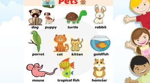 (Копія) (Копія) Animals