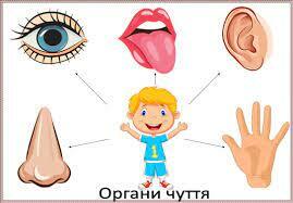 Органи чуття. Буду... - Ігри та навчальні матеріали для школи | Facebook