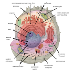 0200ycov-7b42-251x245.png