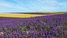 0200ydsv-1518-136x79.jpg