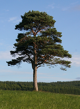 0200yf6v-7524-279x379.png