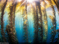 Underwater Photography in Kelp Forests
