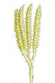 0200ysm2-c620-115x172.png