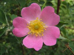 Pin by iurova inna on Цветы Шиповник | Lotus flower pictures, Bach flowers, Flower pictures