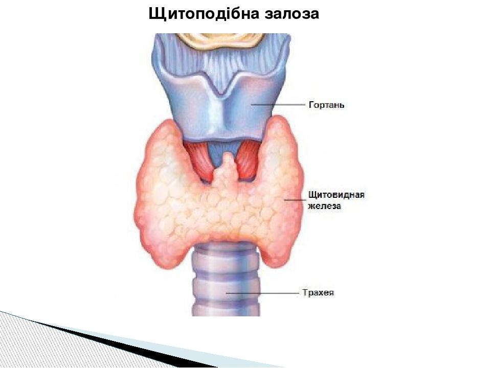 Надгортанник