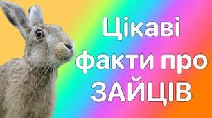 Конспект "Цікавинки про зайців"