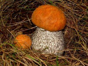 0200z3f0-68d8-436x327.jpg