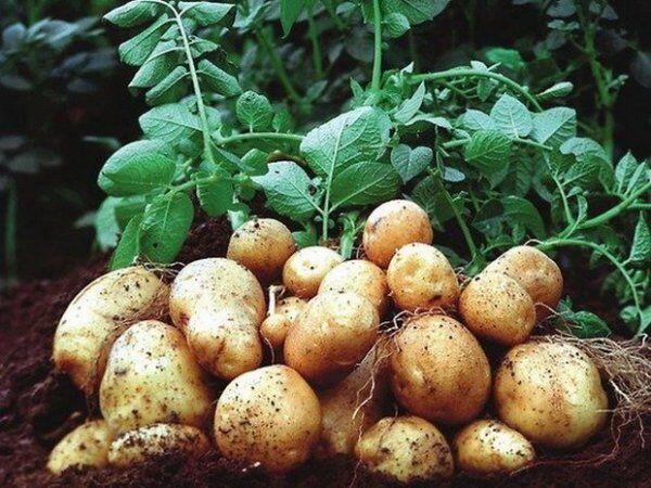 Картопля Коломбо: характеристика, опис сорту, хвороби і шкідники