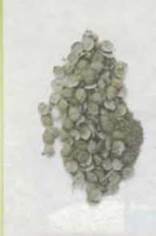 https://subject.com.ua/textbook/nature/5klas/5klas.files/image065.jpg