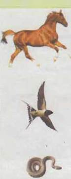 https://subject.com.ua/textbook/nature/5klas/5klas.files/image076.jpg