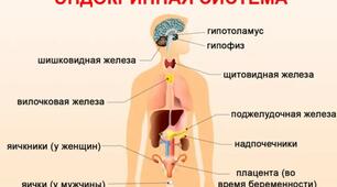 Ендокринна регуляція організму