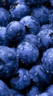 0200z9ov-4068-498x900.gif