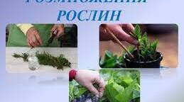 Тестова робота до теми "БУДОВА ЛИСТА."