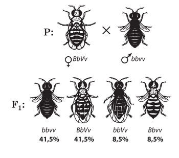 https://zno.osvita.ua/doc/images/znotest/20/2062/bio-2013_42_2062.jpg
