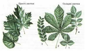 Тема 19. Листок. Зовнішня будова листка — Гипермаркет знаний