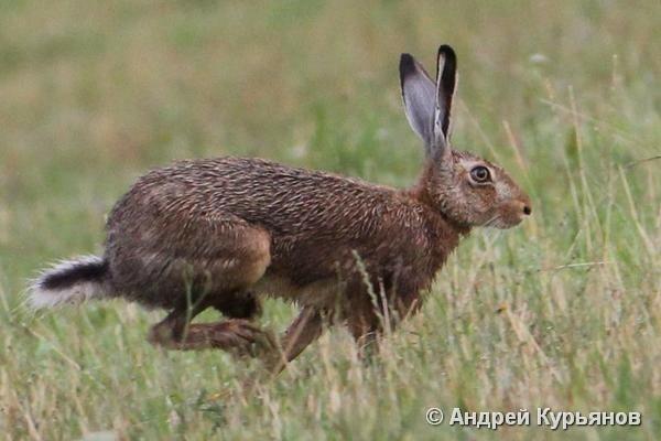 ЗАЯЦ-РУСАК (Lepus europaeus) - Фауна Беларуси