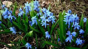 Пролеска, Сцилла, Scilla, описание, уход