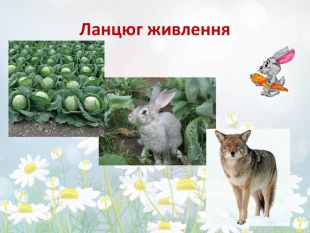 Презентація "Ланцюги живлення" | Animals, Cats