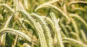 Насіння гібридного озимого жита вже в продуктовому портфелі компанії