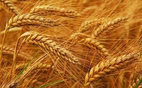 Товарные классификации пшеницы в США и России - Agrovesti.net | АПК