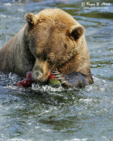 Urso Pardo comendo Salmão | danielt149 | Flickr