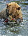 Urso Pardo comendo Salmão | danielt149 | Flickr