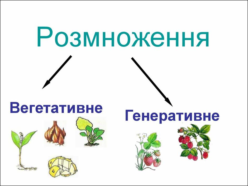 Квітка – орган генеративного розмноження - online presentation