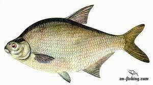 Прісноводні риби України - www.fishermancool.ua