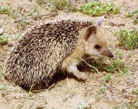 Їжак вухатий (Hemiechinus auritus (Gmelin, 1770))
