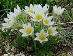 Простріл звичайний Альба, Pulsatilla vulgaris Аlba, ціна, купити Київ,  догляд, посадка, опис, фото.