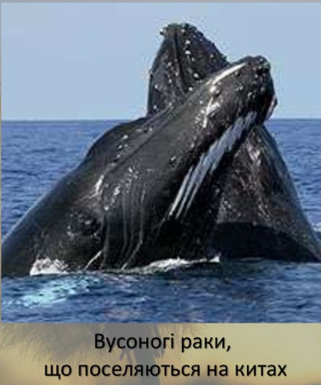 0200zv35-4073-360x432.png