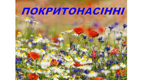 Урок в 6 класі  "Різноманітнітність покритонасінних"