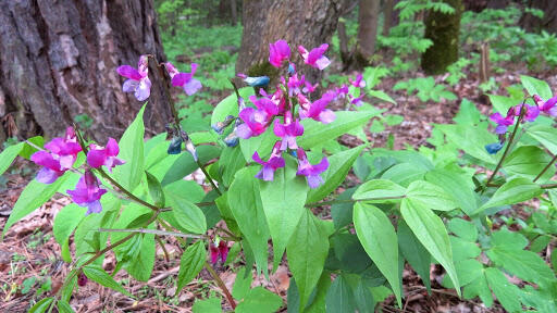 Чина весенняя (Lathyrus vernus (L.) Bernh.)