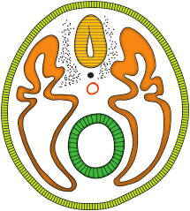 0200zwso-cf61-215x239.png