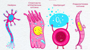 Клітини. Будова клітин