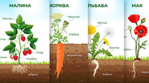 Будова рослин