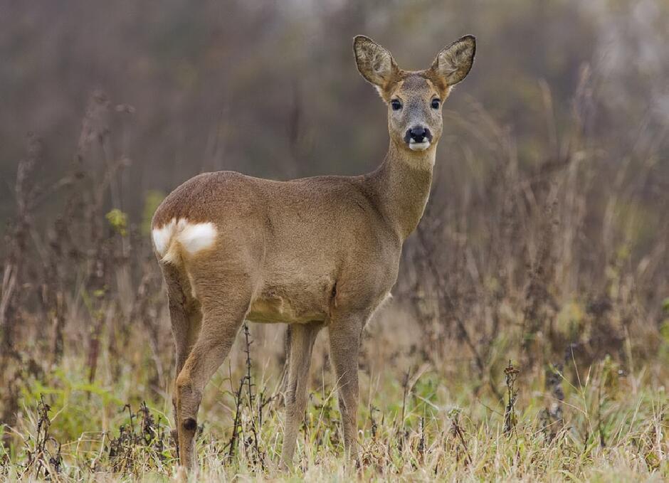 Косуля европейская (лат. Capreolus capreolus)