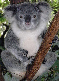 Friendly Female Koala.JPG