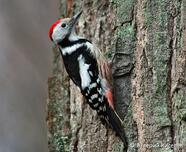 ДЯТЕЛ СРЕДНИЙ (Dendrocopos medius) - Фауна Беларуси