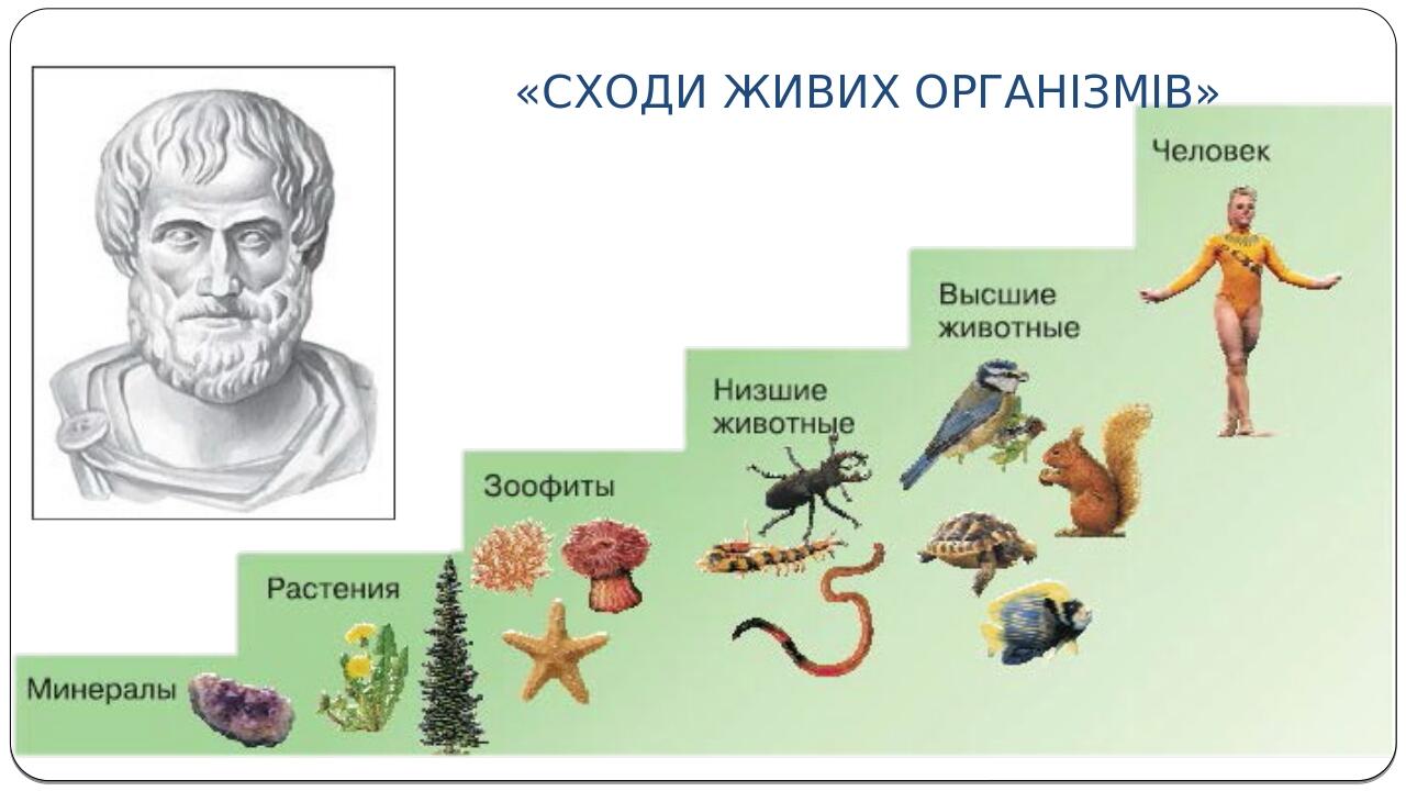 Живое существо философия. Лестница природы Аристотеля схема. Лестница живых существ Аристотеля. Лестница существ Аристотеля биология. Аристотель классификация животных.