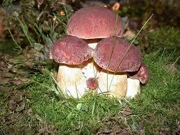 Белый гриб (Boletus edulis): информация, где растет, фото, виды