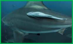 020105jc-46f2-249x149.png