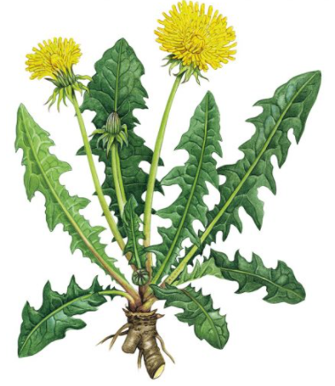 020107mt-4803-379x436.png