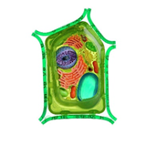 02010868-00d0-215x215.png