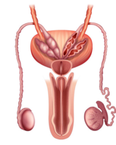 020108c6-344d-164x206.png