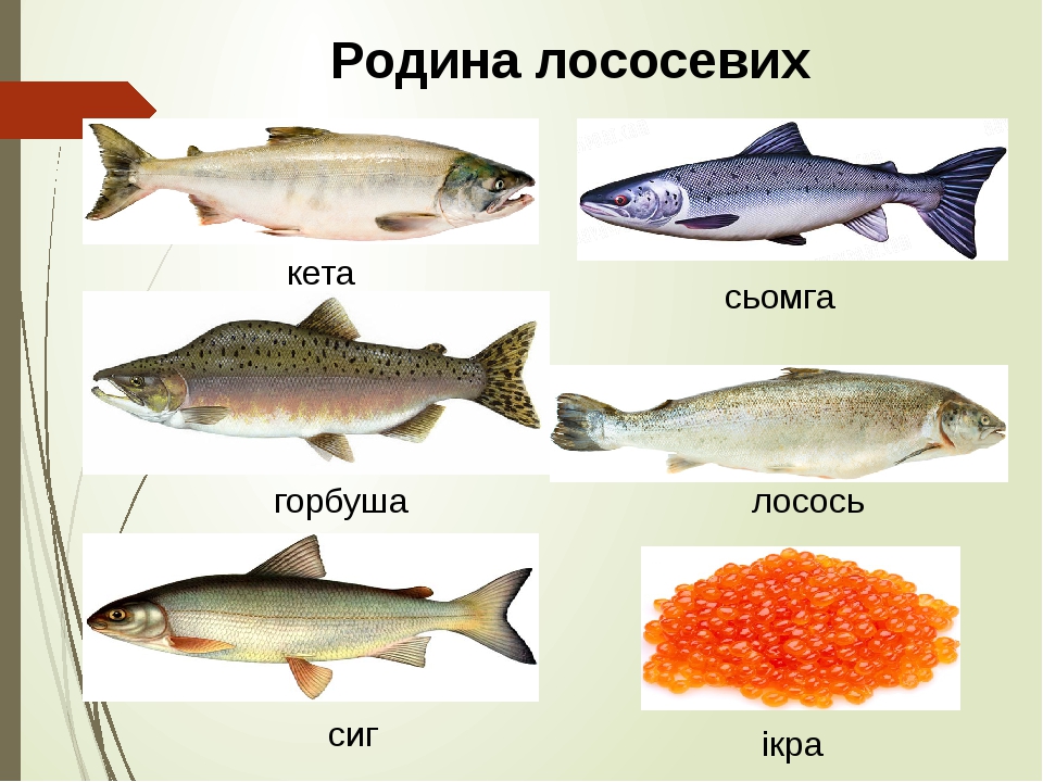 Как отличить рыбу