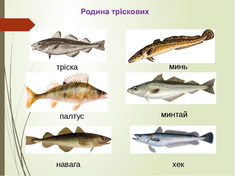 Чем отличается треска от минтая. Хек и минтай. Хек навага. Треска и навага. Рыба хек и минтай.