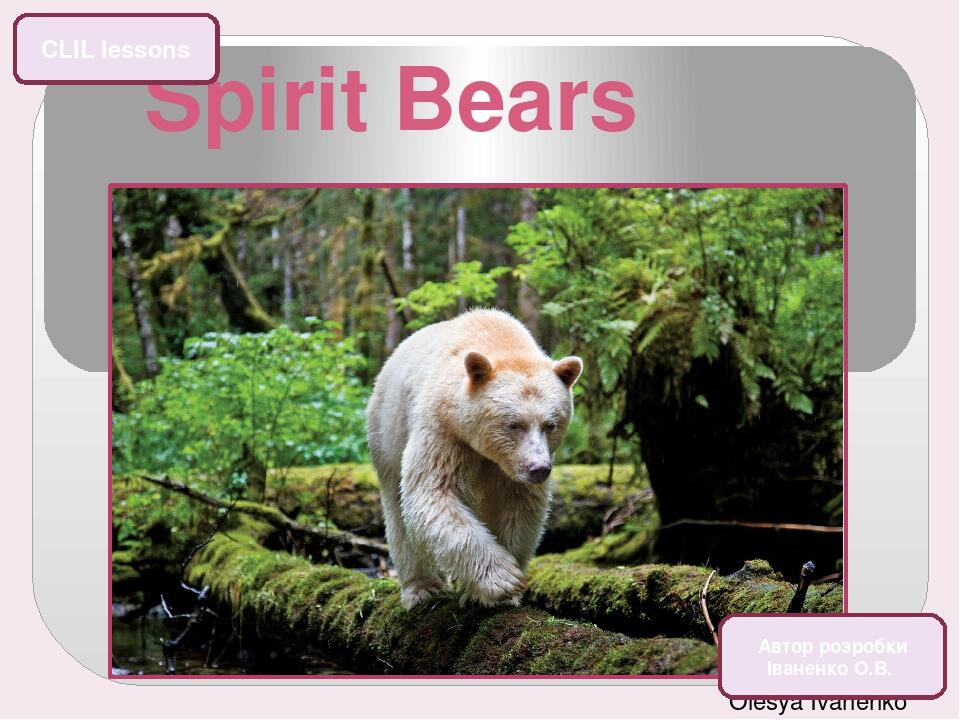 Spirit Bears Olesya Ivanenko CLIL lessons Автор розробки Іваненко О.В.